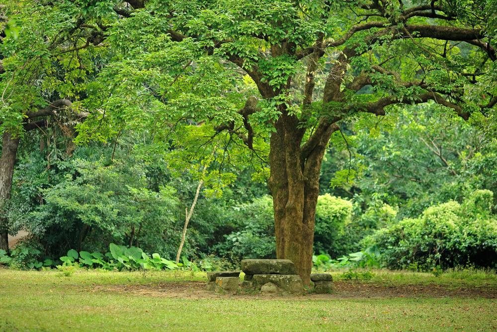 rest place under big tree
